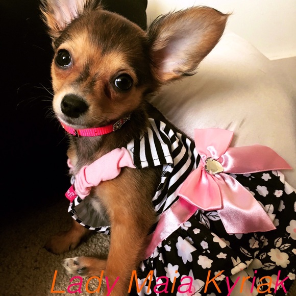 Meet Lady Maia! Her and Sir Ted are best friends!
