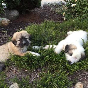 Meet your Posher, Marie