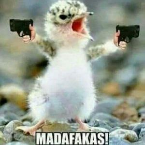 Meet your Posher, Darryl