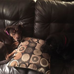 Meet your Posher, Bobby