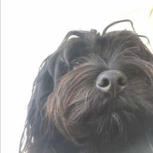 Meet your Posher, Dusty