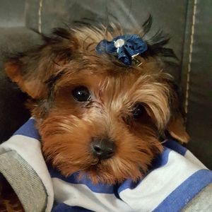 Meet your Posher, Sharon