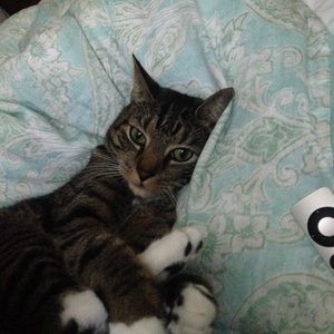 Meet your Posher, Abony