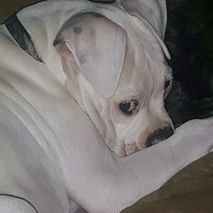 Meet your Posher, Carey