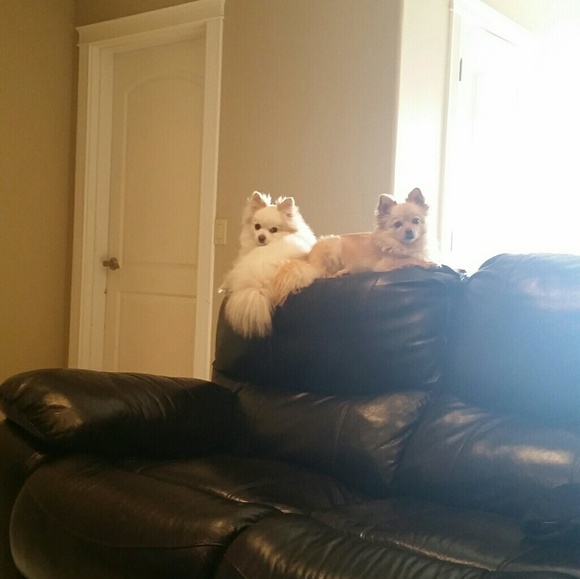 Meet your Posher, Shayla - Picture 2 of 2