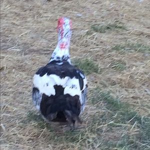 Meet your Posher, Idella