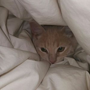 Meet your Posher, Mara