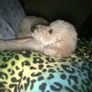 Meet your Posher, Sam