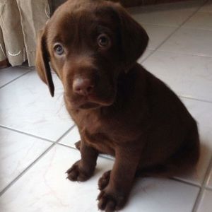 Meet your Posher, Paul