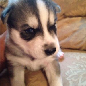 Meet your Posher, Alex