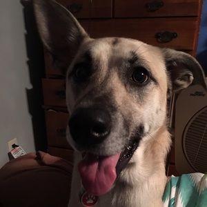 Meet your Posher, Alex