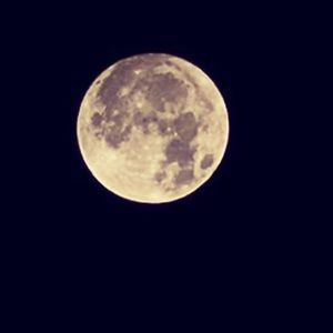 Meet your Posher, Tripp