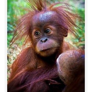 Meet your Posher, Ann