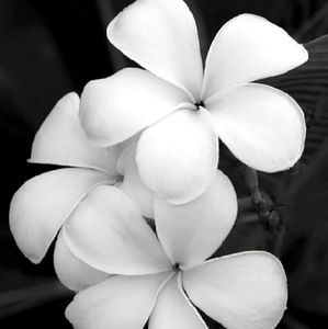 Meet your Posher, Heidi