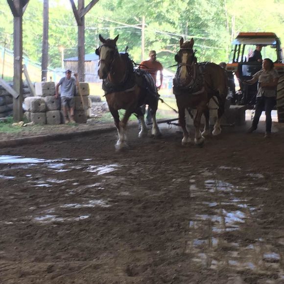 Meet your Posher, Alexa - Picture 1 of 1