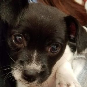 Meet your Posher, Emma