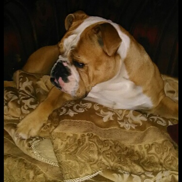 Meet your Posher, Cedric - Picture 1 of 1