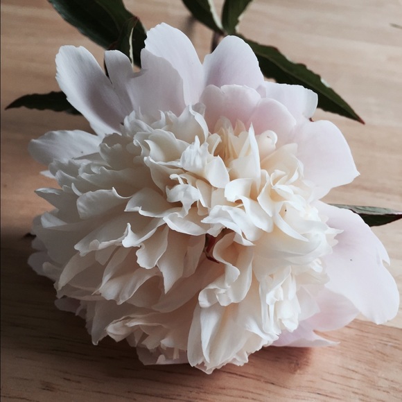 Meet your Posher, Olivia - Picture 1 of 1