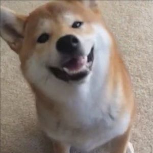 Meet your Posher, Tony