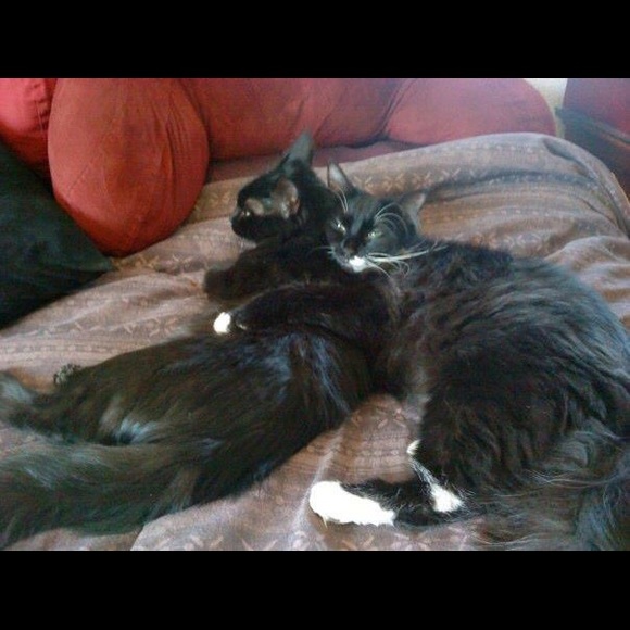 ✨Welcome to Sarita’s Fashion Mewsings✨ - Picture 4 of 8