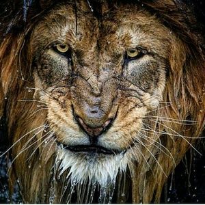 Meet your Posher, Timothy