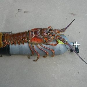 Meet your Posher, Joe