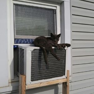 Meet your Posher, Dorothy