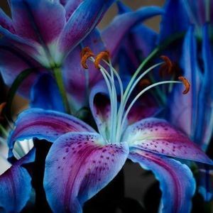 Meet your Posher, Jeanette hatfield