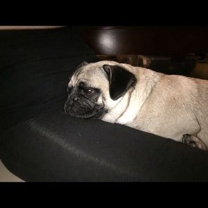 Meet your Posher, Belen