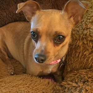 Meet your Posher, Sofia