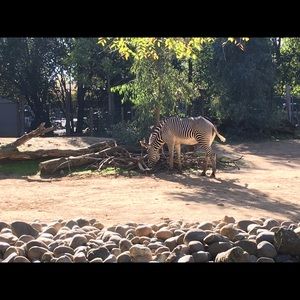 Meet your Posher, Ernesto