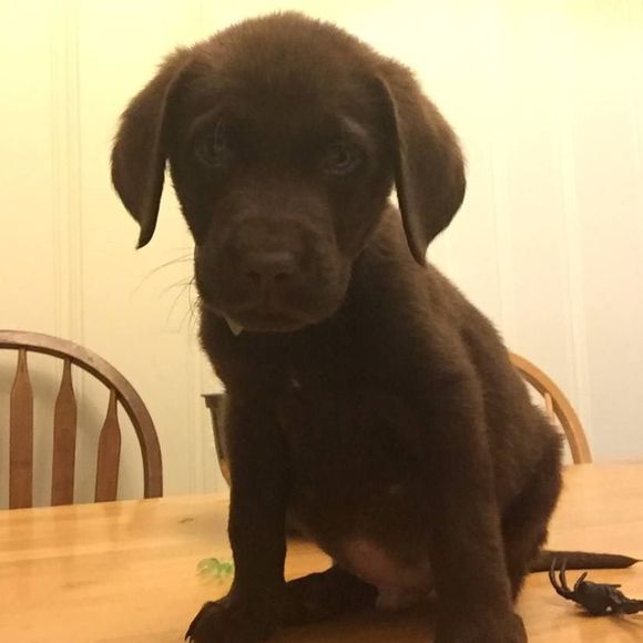 Meet your Posher, Valeria