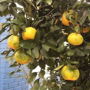 AA floral leggings for buyer