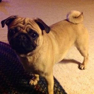 Meet your Posher, Donna