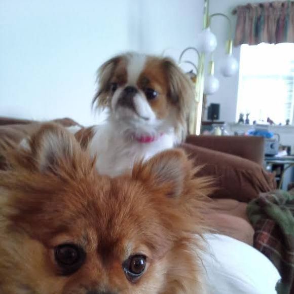 Meet your Posher, Rebecca