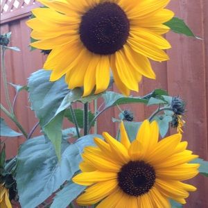 Meet your Posher, Feng