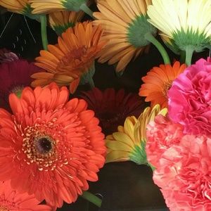 Meet your Posher, Jerri ann