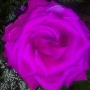 Meet your Posher, Yvette