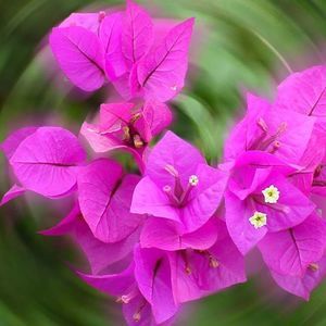 Meet your Posher, Hope