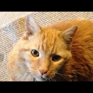 Meet your Posher, Joyce