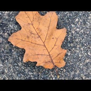 Meet your Posher, Violet