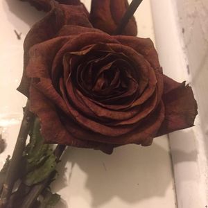 Meet your Posher, Yazmin