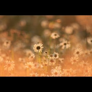 Meet your Posher, Rachael