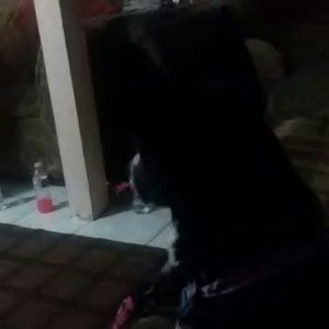 Meet your Posher, Antonio