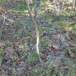 Meet your Posher, Chaz