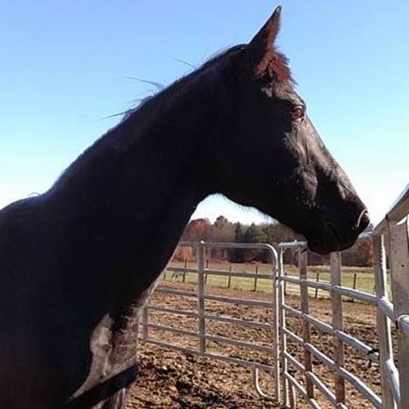 Meet your Posher, Ruth - Picture 1 of 1