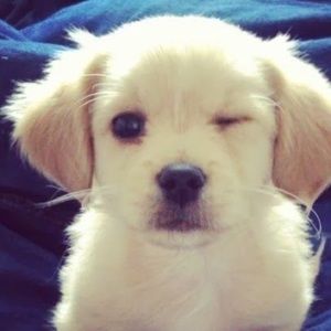 Meet your Posher, Lacey