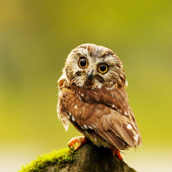 Meet your Posher, Grace - Picture 1 of 1