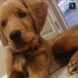 Meet your Posher, Grace