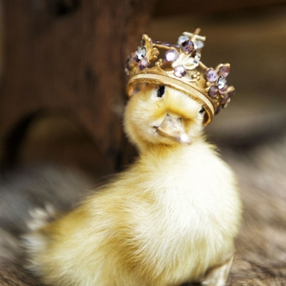 Meet your Posher, Nika